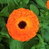 Calendula officinalis