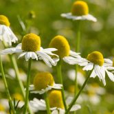 Chamomile flowers - Matricaria recutita