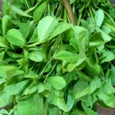 Trigonella foenum-graecum