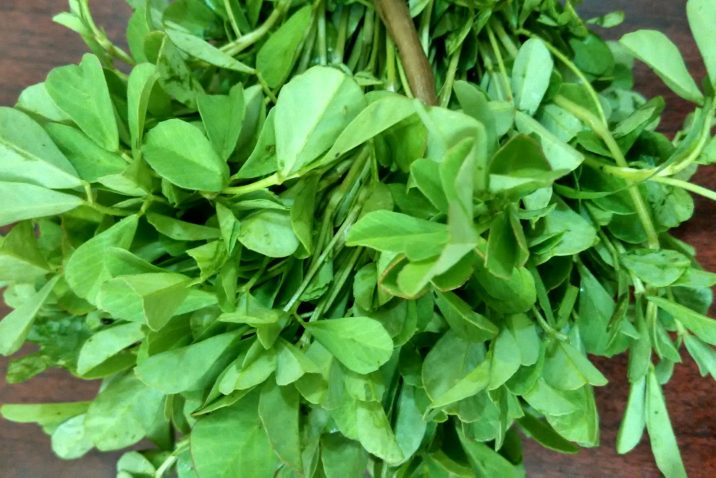 Trigonella foenum-graecum