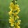 Agrimony