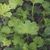 Alchemilla vulgaris