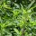 Mugwort