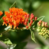 Asclepias tuberosa