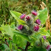 Arctium lappa