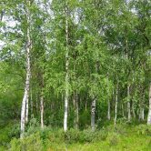 Birch