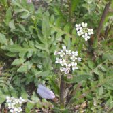 Capsella bursa-pastoris