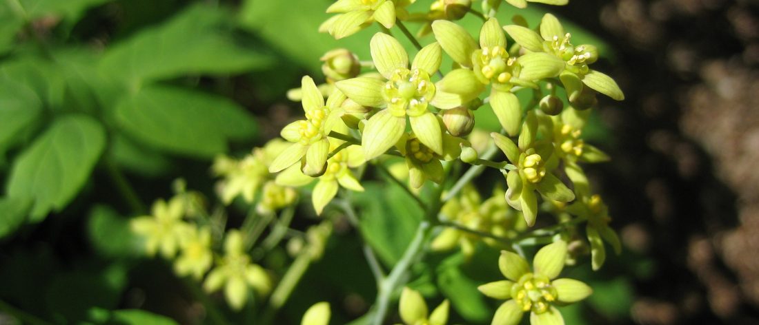 Caulophylum thalictroides