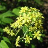 Caulophylum thalictroides