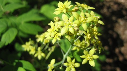 Caulophylum thalictroides