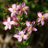 Centaurium erythraea