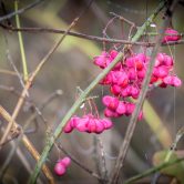 Euonymus atropurpureus