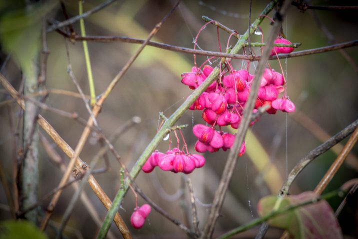 Euonymus atropurpureus