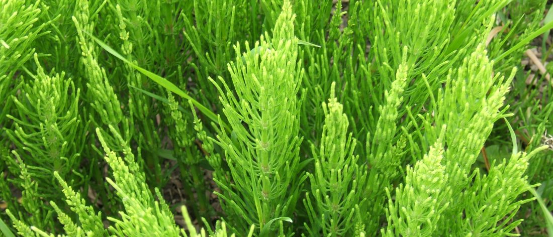 Equisetum arvense