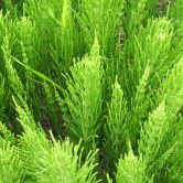 Equisetum arvense