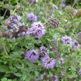 Mentha pulegium