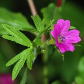 Geranium maculatum