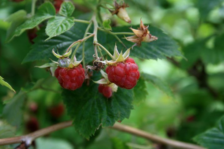 Rubus idaeus