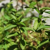 Mentha pulegium