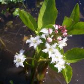 Menyanthes trifoliata