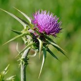 Silybum marianum