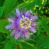 Passiflora incarnata