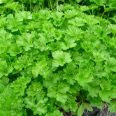 Petroselinum crispum