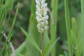 Polygala senega
