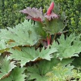Rheum palmatum