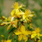 Hypericum perforatum