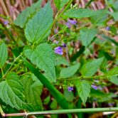 Scutellaria laterifolia