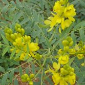 Cassia angustifolia