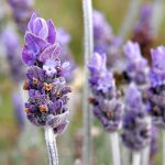 Lavandula officinalis