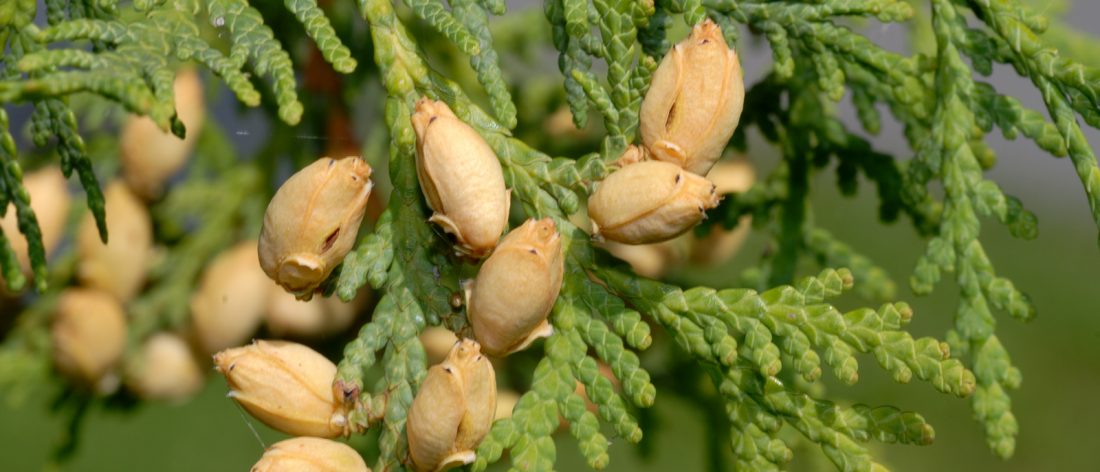 Thuja occidentalis