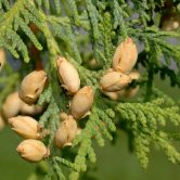 Thuja occidentalis