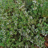 Thymus vulgaris