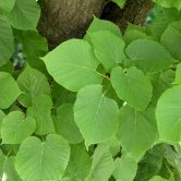 Tilia europea