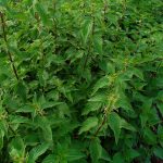 Urtica dioica