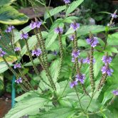 Verbena officinalis
