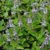 Betonica officinalis