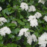 Viburnum prunifolium