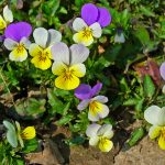 Viola tricolor
