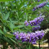 Vitex agnus-castus