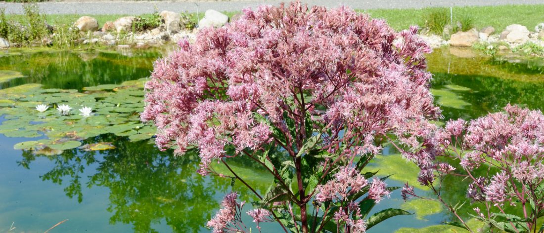 Eupatorium purpureum
