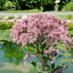 Eupatorium purpureum