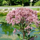 Eupatorium purpureum