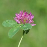 Trifolium pratense