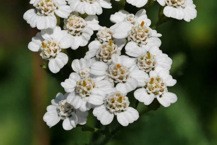 Achillea millefolium